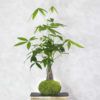 kokedama pachira