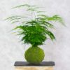 kokedama esparraguera
