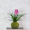 kokedama tillandsia