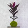 kokedama cordyline